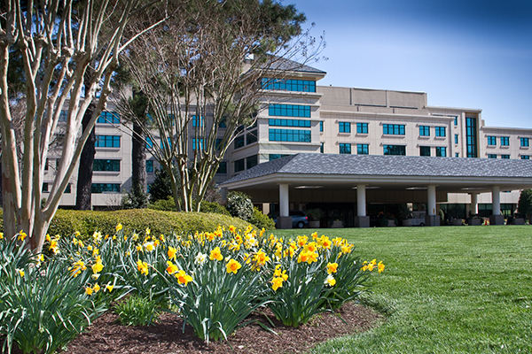 Yellow daffodils on front lawn of riverside building