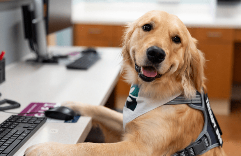 Golden retriever therapy dog wearing a service vest and bandana sits at an office desk with paws near a keyboard and computer mouse.