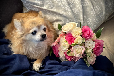 A fluffy, tan Chihuahua lies on a dark blue blanket beside a vibrant bouquet of pink and white roses, exuding a cozy and serene atmosphere.