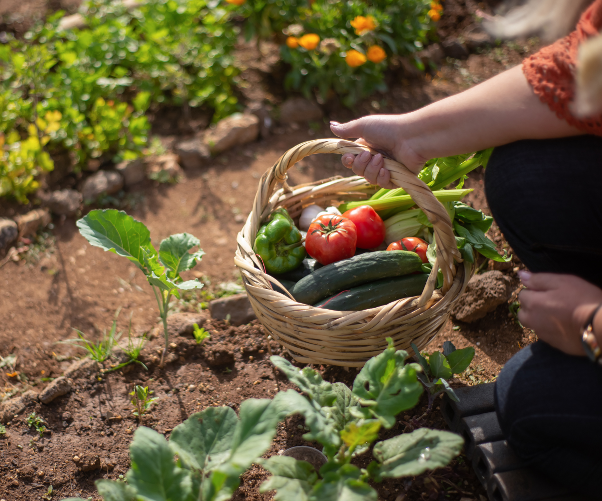 a garden with a person picking vegetables
