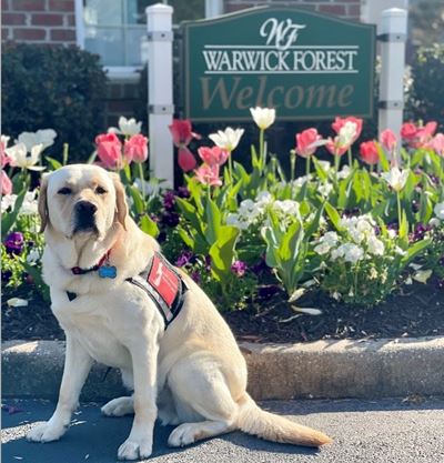 Yellow Labrador retriever dog with a red vest standing in front of a field of tulips