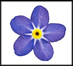 Purple Flower Program