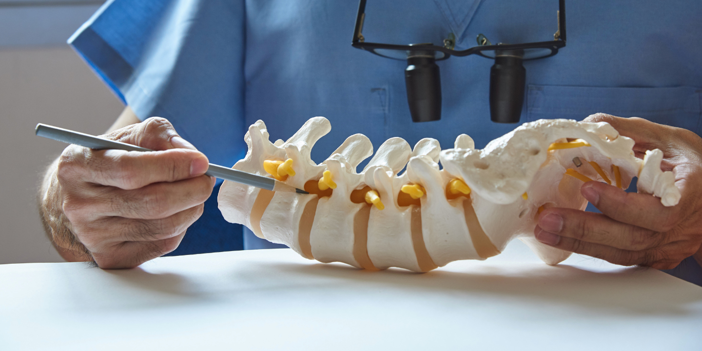 Spine