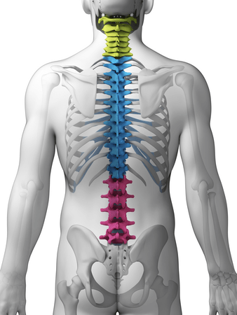 3d rendered illustration - sections of the spine