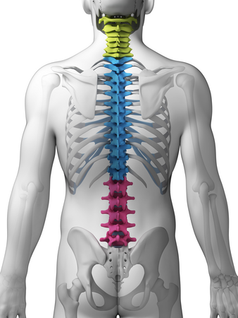 3d rendered illustration - sections of the spine