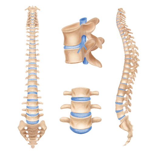 Human spine anatomy chart vertebral column set realistic medical educative poster textbook white background picture vector illustration