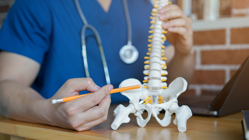 close up physical therapist hand pointing on human skeleton at middle back to advise and consult to patient to treatment at office for healthcare concept