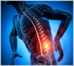 Illustration of spine in a glass man