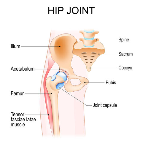 Hip joint anatomy. Ball-and-socket joint. Vector poster