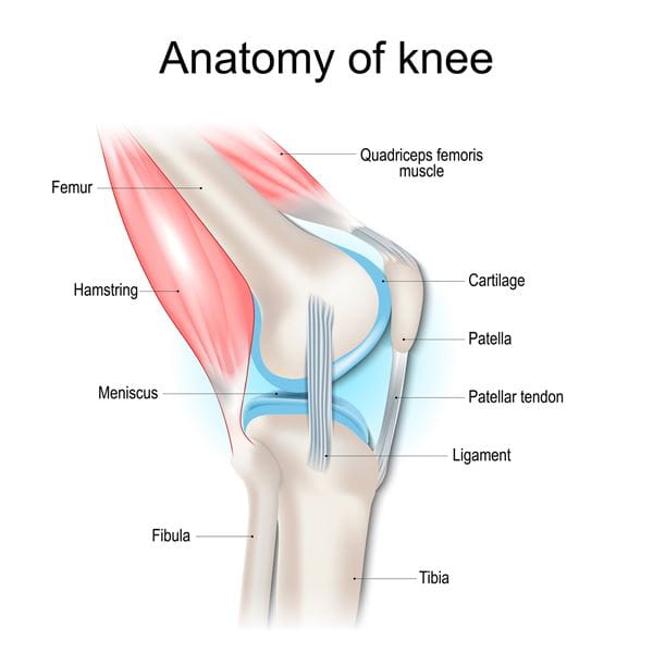 Anatomy of the knee