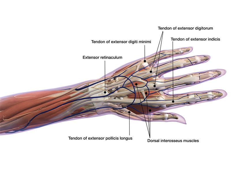 tendon drawing