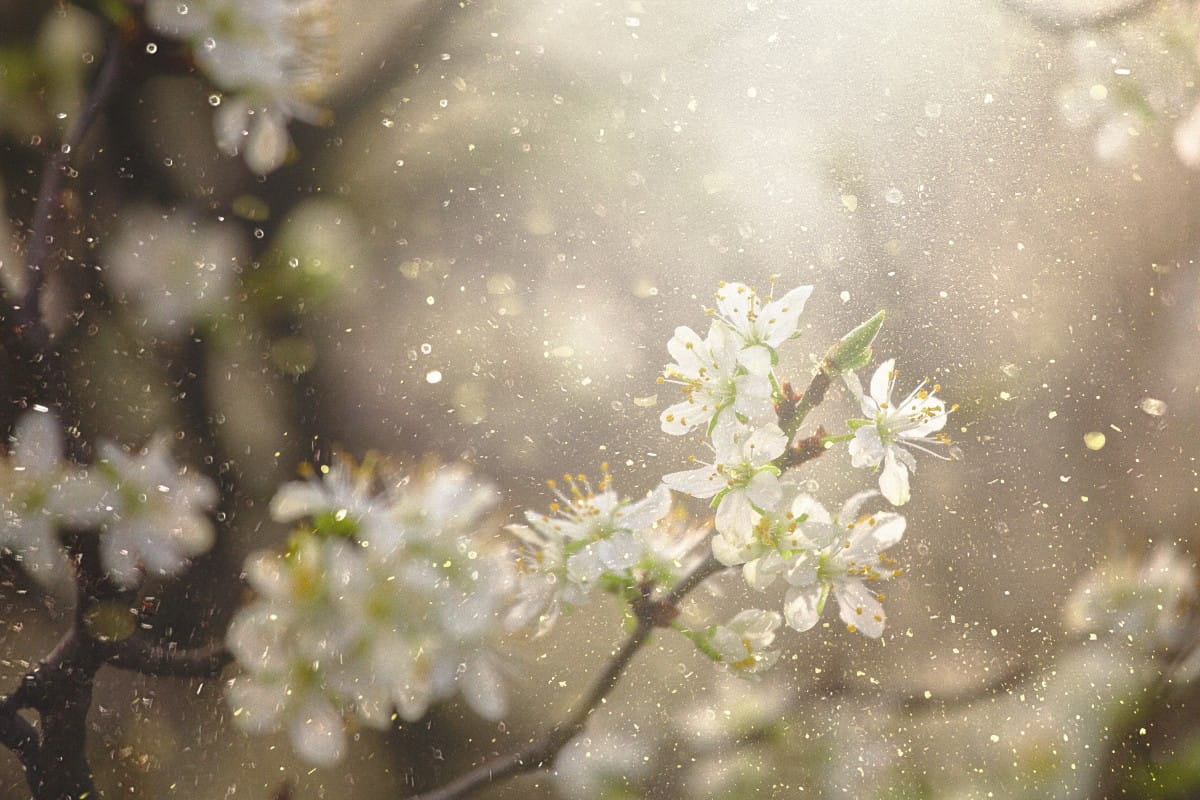 pollen