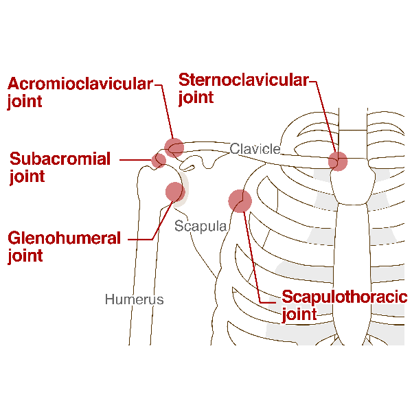 Shoulder and Upper Arm Pain Blog anatomical structure